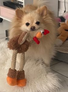 a small dog is holding a stuffed animal